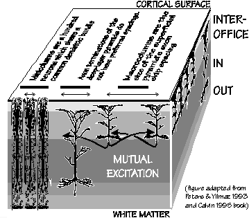 Schematic of cortical layers