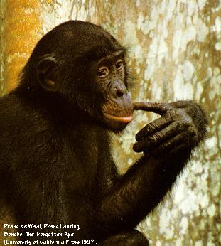 from deWaal and Lanting 1997 book BONOBO