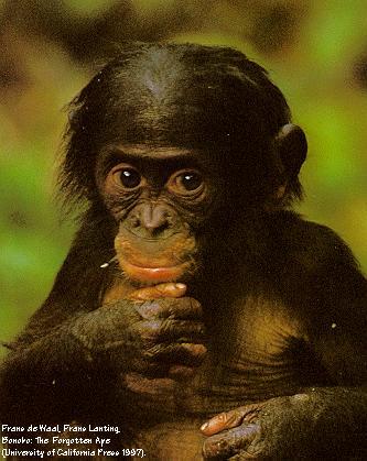 from deWaal and Lanting 1997 book BONOBO