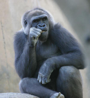 gorilla