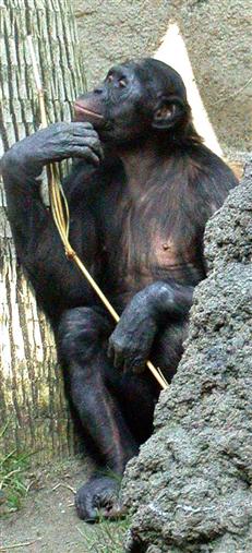 adult male bonobo, SD Zoo