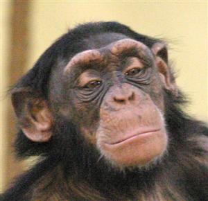 Raimee, female, 5