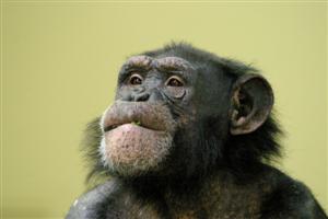 Tushi, female, 12