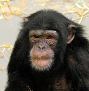 Zarno, male, 7