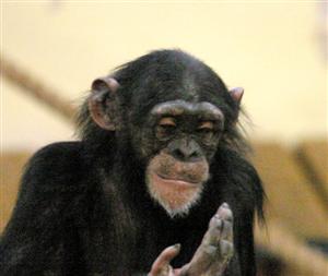 Galatea, female, 5