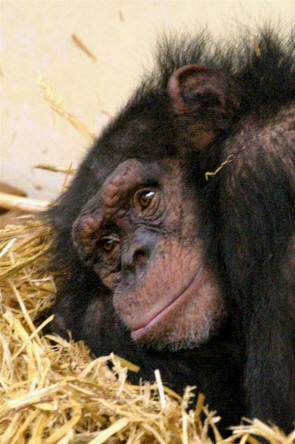 chimpanzee
