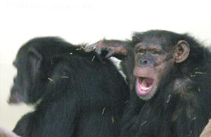 chimpanzee