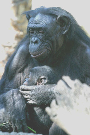 female bonobo with infant