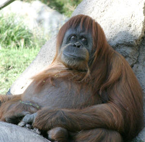 Orangutan