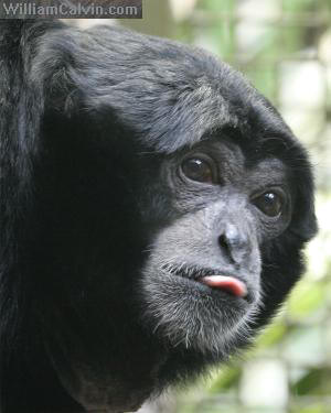 Simon, male siamang at Seattle's Woodland Park Zoo.