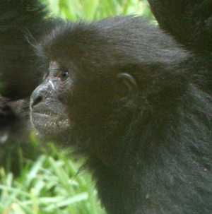 Hitam Lucu, 15-month-old siamang at San Diego Zoo.