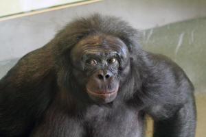Kanzi, 25, male bonobo at Great Ape Trust