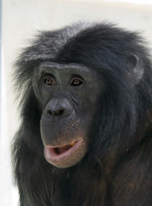 Nyota, 7, male bonobo