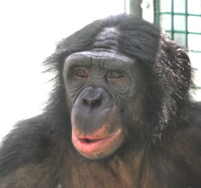 Nyota, 7, male bonobo