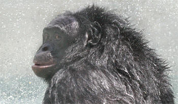 Kanzi, 25, male bonobo, language-reared
