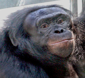 Kanzi, 25, male bonobo