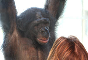 Nyota, 7, male bonobo
