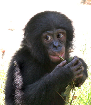Makasi (16 month old male bonobo at San Diego Zoo)
