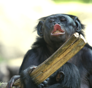 Lana, 26, female bonobo vocalizing