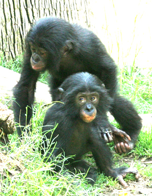 Makasi (16 month old male bonobo) and Kesi (12 month old female bonobo)