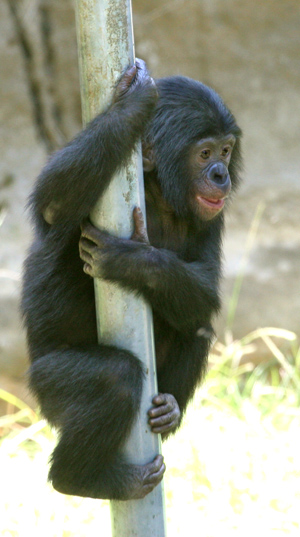 Makasi (16 month old male bonobo at San Diegop Zoo) 
