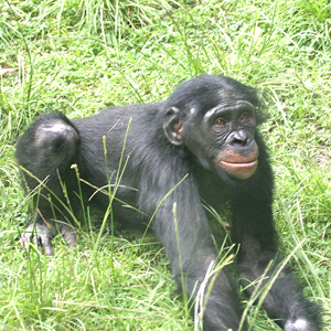This juvenile bonobo was leaping up against a wall so as to rebound off of it and turn a sommersalt.