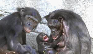 bonobos