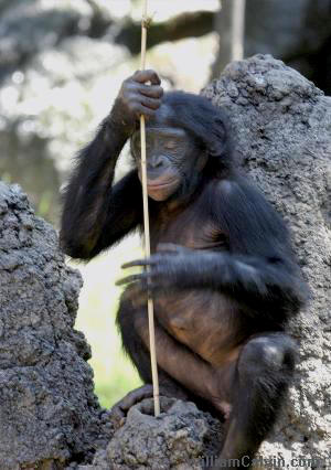 bonobo
