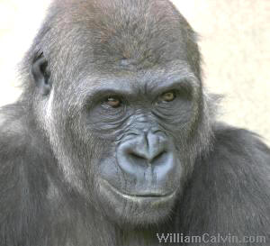 gorilla
