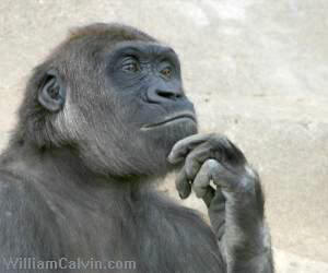 gorilla