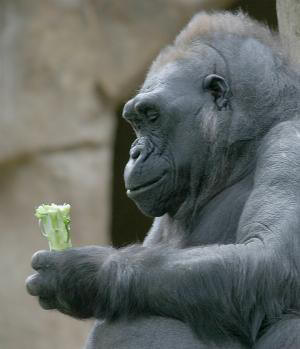 Alberta, female gorilla