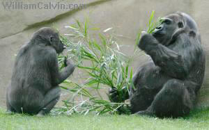 gorilla