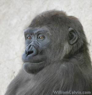 Still the same young gorilla