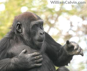 Actually a female drummer.  Calaya, a 2.5 year old female gorilla in group 2, Seattle