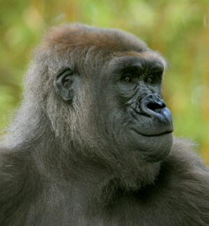 gorilla