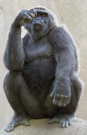 gorilla