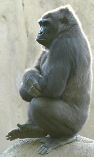 gorilla
