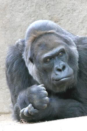 Alberta, female gorilla