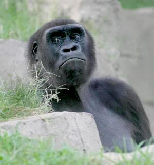 gorilla