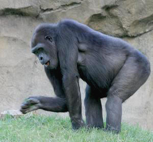 gorilla