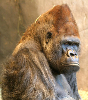 Pete, 37, silverback male in gorilla group 1, Seattle