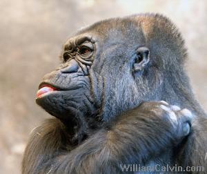 Nina, 37, female of group 1, Seattle.