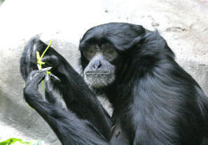 Sutera, 13, female siamang at Seattle's Woodland Park Zoo.