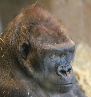 Nadiri,  9, female in group 1, Seattle