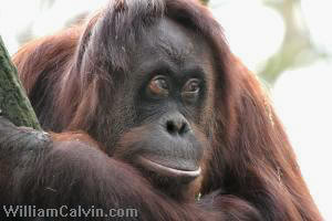 orangutan