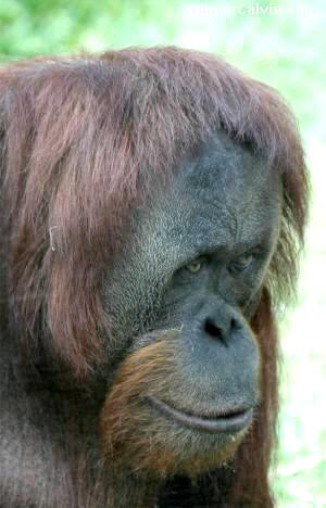 orangutan