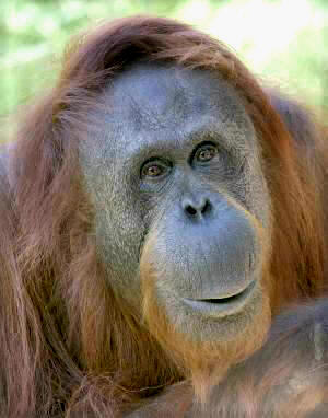 orangutan