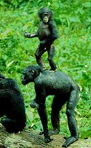 Bonobo standing on shoulders